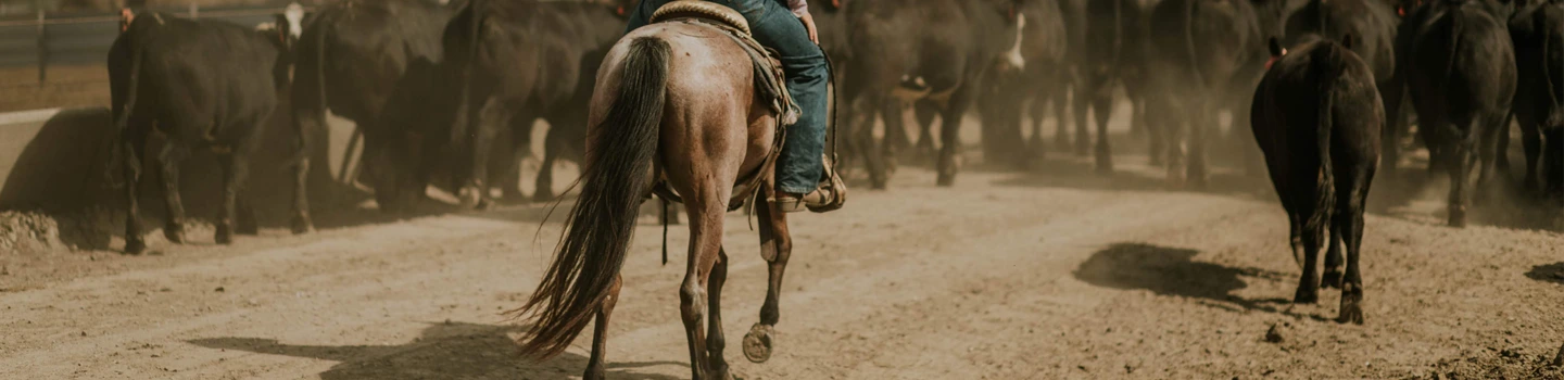 About Independent Cattlemen of Nebraska