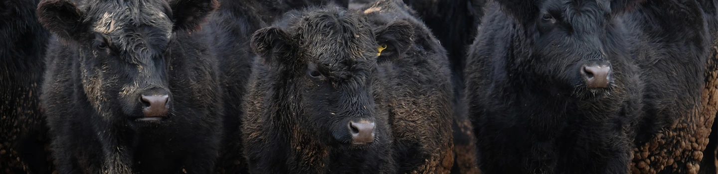 Independent Cattlemen of Nebraska Board of Directors